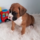 Kr�sn� �t��ata n�meck�ho boxera na prodej