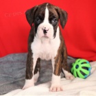 Kr�sn� �t��ata n�meck�ho boxera na prodej