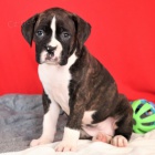 Kr�sn� �t��ata n�meck�ho boxera na prodej