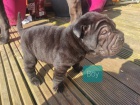 Shar Pei �t��ata