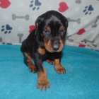 �t��ata dobermana na prodej.