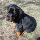 �t��ata dobermana na prodej.