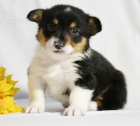 kr�sn� a and�lsk� Pembroke Welsh Corgi �t��ata �t��ata na prodej.