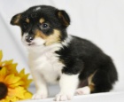 kr�sn� a and�lsk� Pembroke Welsh Corgi �t��ata �t��ata na prodej.