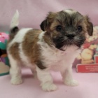 Havanese �t��ata na prodej.
