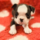 Bostonsk� teri�r 