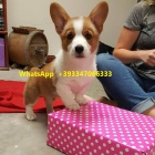 Welsh corgi �t��ata