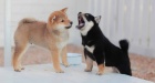 �t��ata shiba inu k dispozici