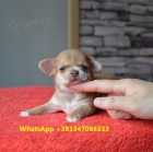 �t��ata Civava