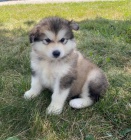 Alja�sk� malamut �t��ata