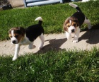 Kr�sn� �t��ata Beagle