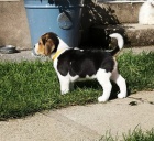 Kr�sn� �t��ata Beagle