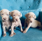 N�dhern� st��brn� V�marsk� oha�