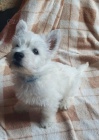 �t��ata West Highland Terrier