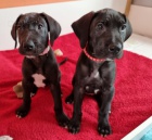 N�meck� doga �t��ata