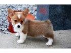 �t��ata Pembroke Welsh Corgi