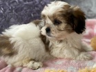 �t��ata Shih Tzu p�ipravena
