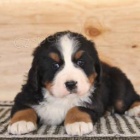 Rozko�n� bernsk� sala�nick� pes