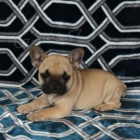 Sladk� francouzsk� buldok