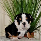 Mil� anglick� buldok