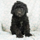 Nab�dka Bernedoodle