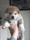 Japonsk� Akita Inu....