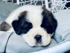 �t��ata.. St. Bernard