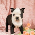 Sladk� bostonsk� teri�r