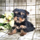 Okouzluj�c� Yorkiepoo