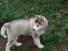Alja�sk� d�ti Malamute .jsou k dispozici co nejd��ve