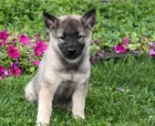 �ern� norsk� �t��ata elkhound� k adopci