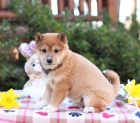 �t��ata Shiba Inu k adopci 
