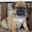 sladk� �t���tka Puggle k dispozici