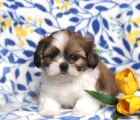 N�dhern� �t��ata Shih Tzu k adopci