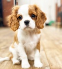K dispozici �t��ata Super Cavalier King Charles Spaniel.