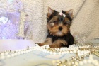 Yorkie �t��ata. Hled�m dobrou rodinu