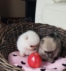 Vz�cn� ��lek pomeransk�ch �t��at na prodej!