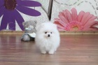 Pomeranian �t��ata na prodej