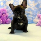 L�skav� francouzsk� buldok �t��ata k dispozici