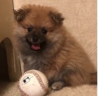 Zdrav� �picl �t��ata k adopci