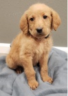 Zdrav� �t��ata Labradoodle k adopci