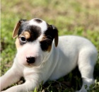 Zdrav� �t��ata Jack Russel k adopci