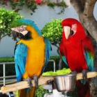 Kr�sn� modr� a zlat� papou�ky,