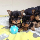 No�n�k vycvi�en� mu�i a �eny �t��ata yorkshirsk�ho teri�ra