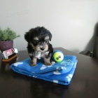 Roztomil� Jork��rsk� teri�r