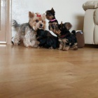 N�dhern� york��rsk� teri�r