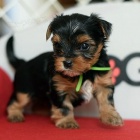 N�dhern� york��rsk� teri�r