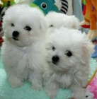 ��lek malt�zsk�ch �t��at k dispozici