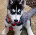 kr�sn� miminko sibi�sk� husky
