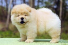 Toto �t�n� Chow Chow je star� 12 t�dn�